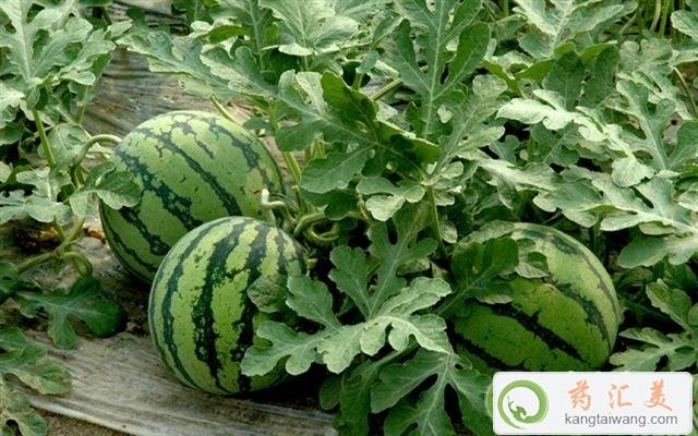 膽囊炎可以吃西瓜嗎